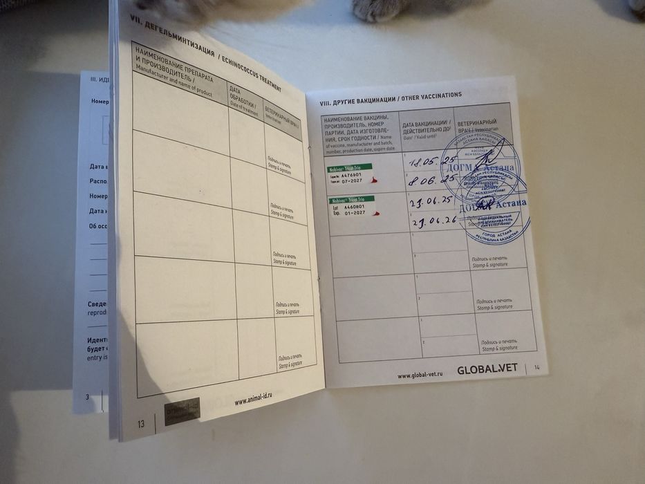 Котенок Касиапия с документами! Чипирована