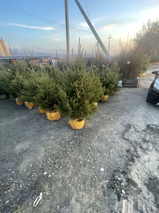 Ель голубая