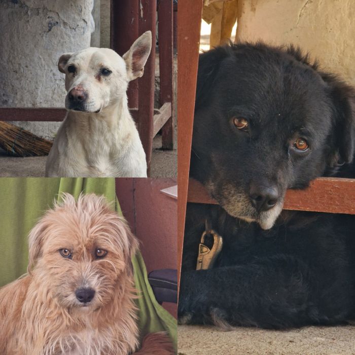 Ofer spre adopție 3 câini!
