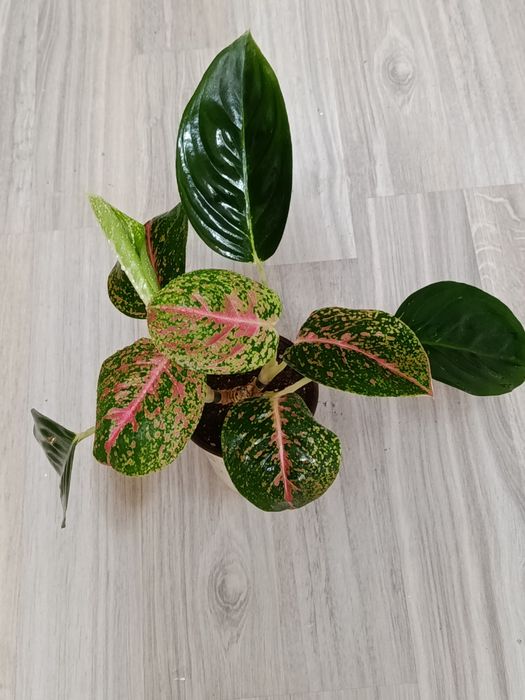 В продаже комнатные цветы