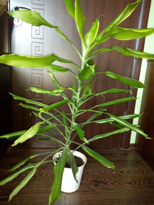 Традесканция рео,кротон,драцена фраганс,кливия,сенсевиера и др.