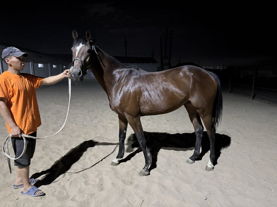 Лошади чистокровные