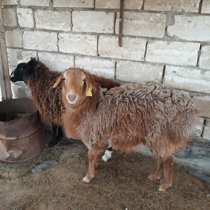 Қой сатылады,семиз