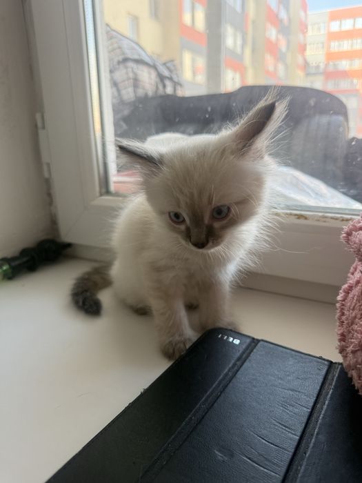 Котенок Ластик, мальчик