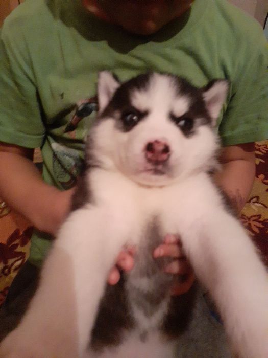 Кабель для вязки Хаски Арлекин развязон