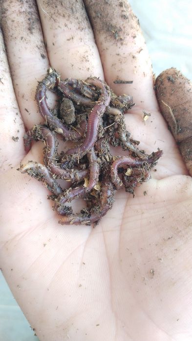 Черви,навозные для рыбалки