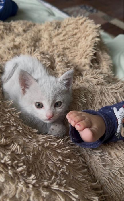 Кошка отдам в хорошие руки