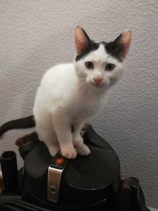 Малък сладур си търси дом (коте, котка)