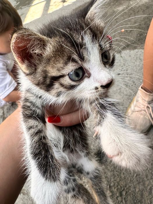 Котята мальчик и девочка