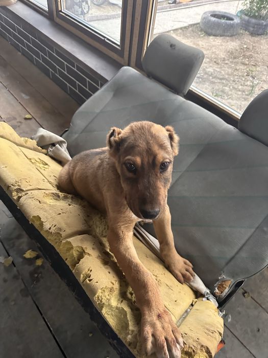 Щенки алабая 3 месячные  крупные