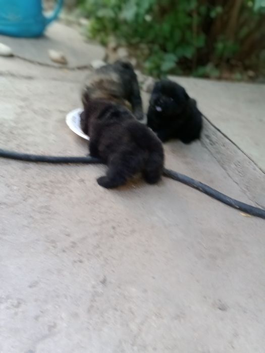 Чау чау для вязки