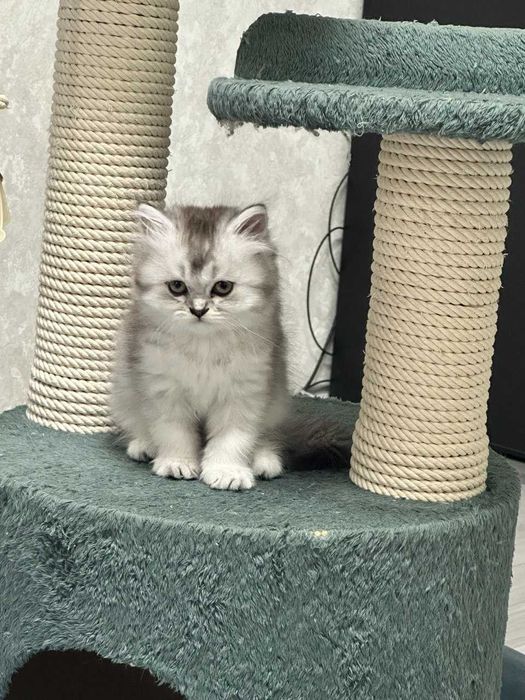 Шотландские длинношерстные котята - две девочки и мальчик
