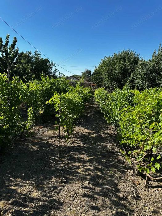 Vând teren intravilan Hârșova