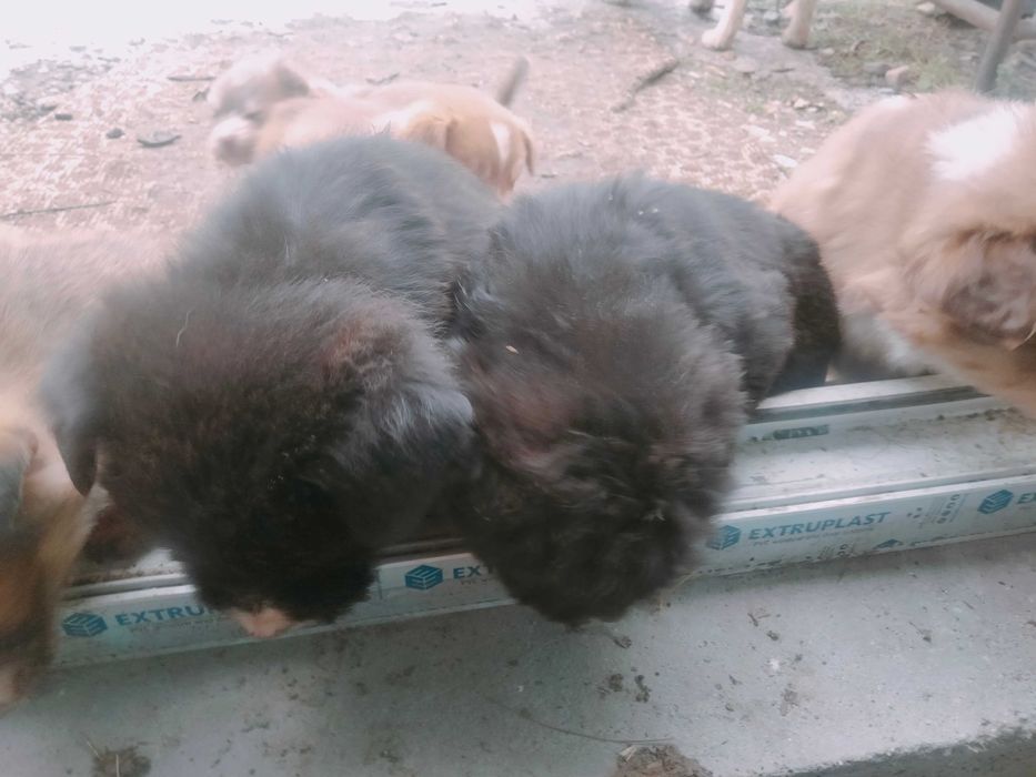 Donez spre adopție 7 cățeluși frumoși și mâncăcioși