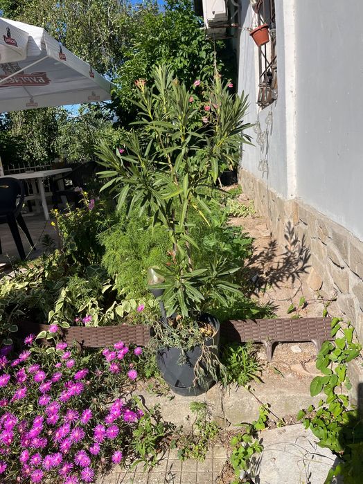 Цветя Закум Розв и бял