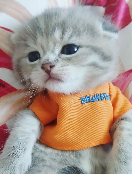 Скотиш фольд / Мальчик