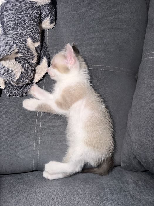 Отдам котенка мальчика в добрые руки