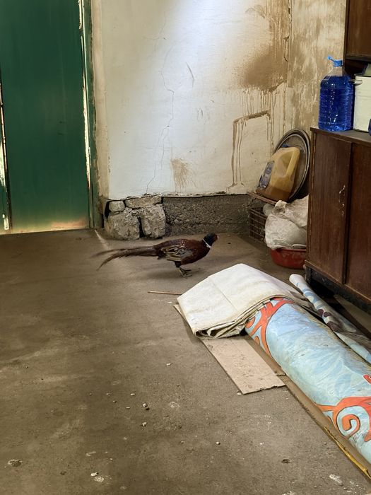 Фазан, Қырғауыл