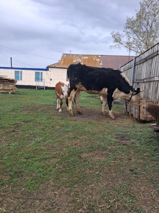 Продам первотелку с теленком