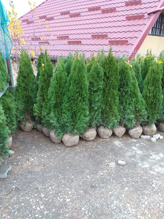 Plante ornamentale tuia. Piatra de placat. Piatra cubica. Gazon rulour