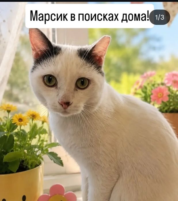 Марсик в поисках дома.