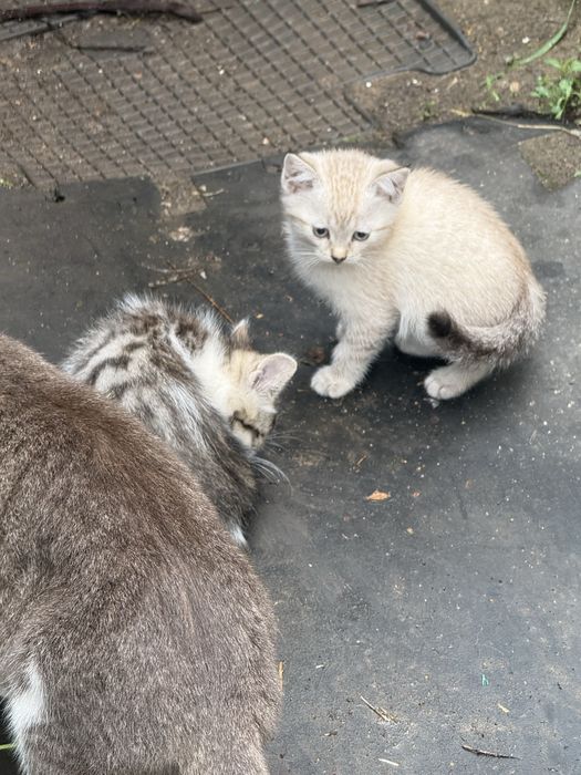 Котята домашние бесплатно