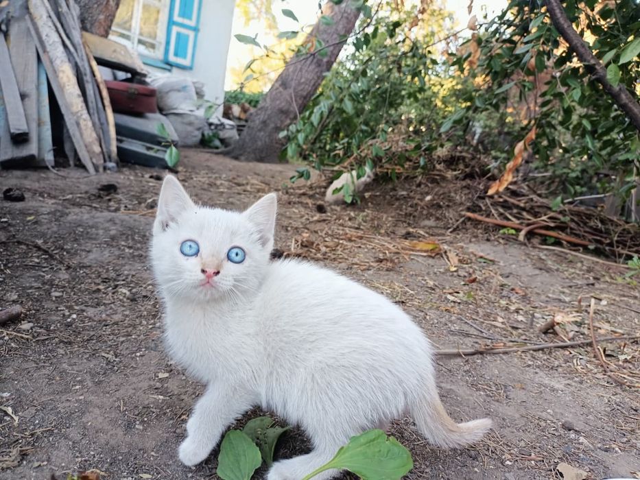Отдам котят в хорошие руки