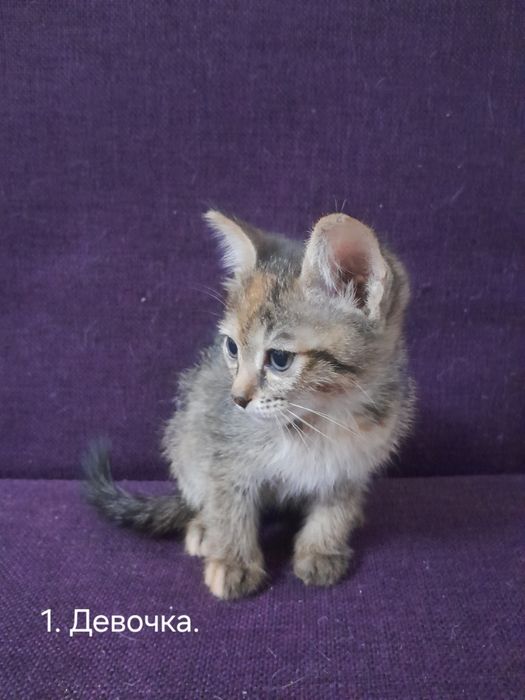 Котята в добрые руки