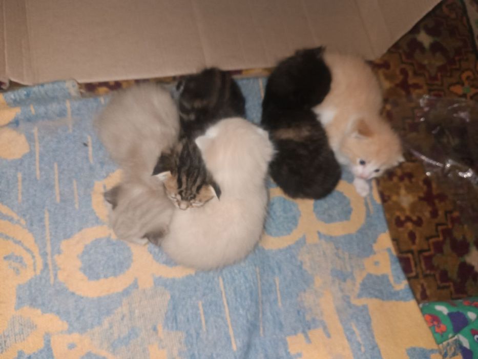 Продам вислоухих котят 20 дней