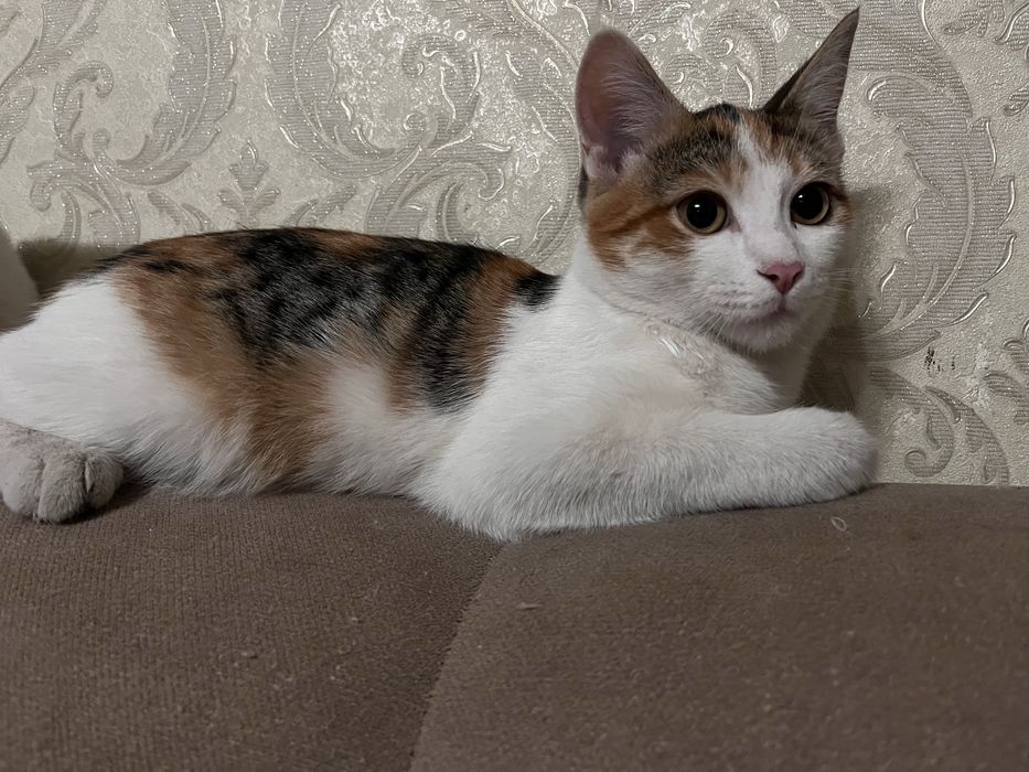 Отдам котят в добрые руки