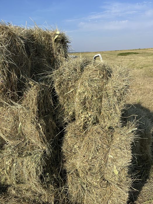 продам сено в тюках