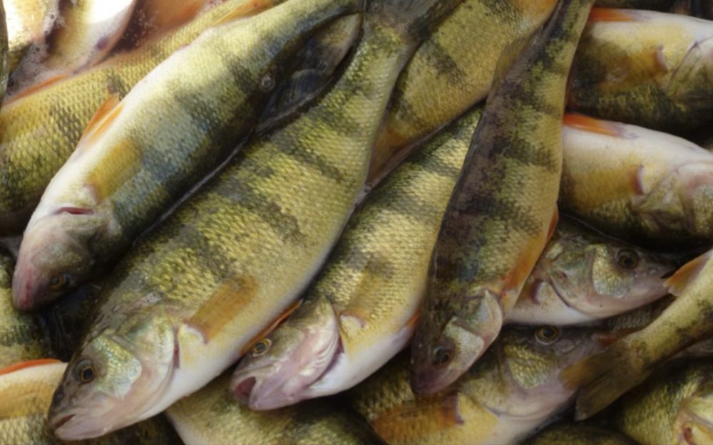 Продам свежую рыбу