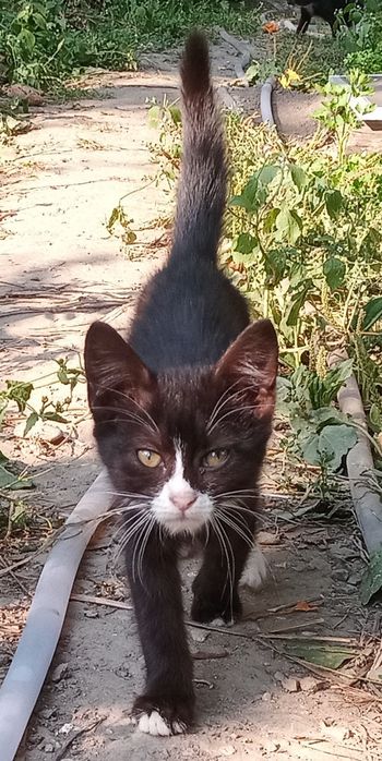 Piscuti spre adoptie