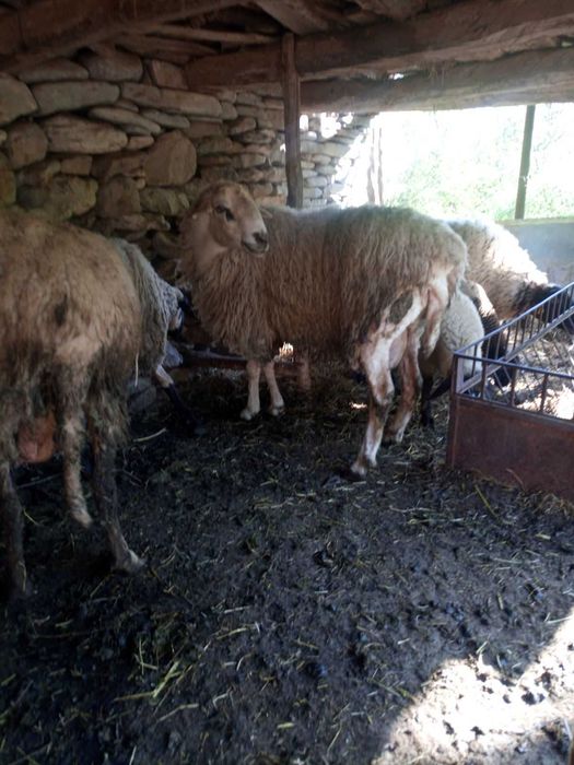 овен ,коч на 3 години