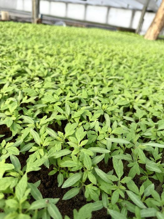 Rasaduri legume - tomate