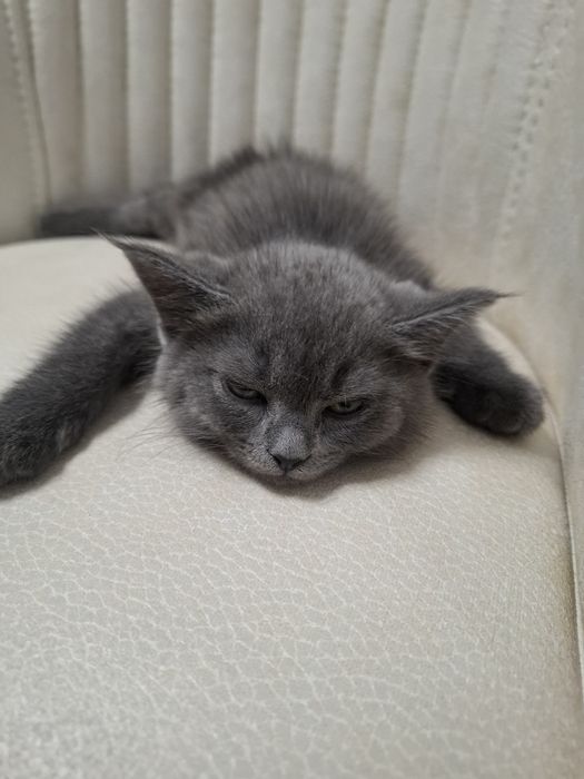 Мушук сотилади тарбияланган, Scottish fold  7 ойлик эркак.