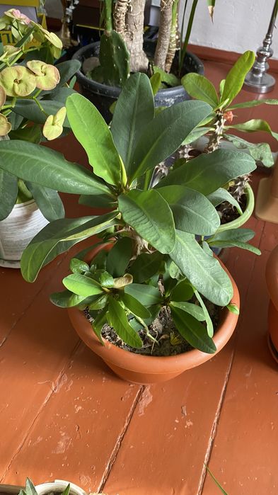 Комнатные цветы