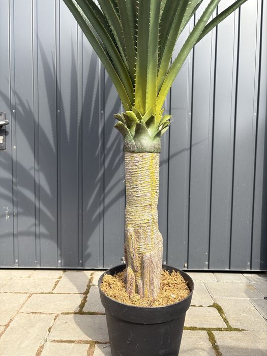 Planta artificiala yucca
