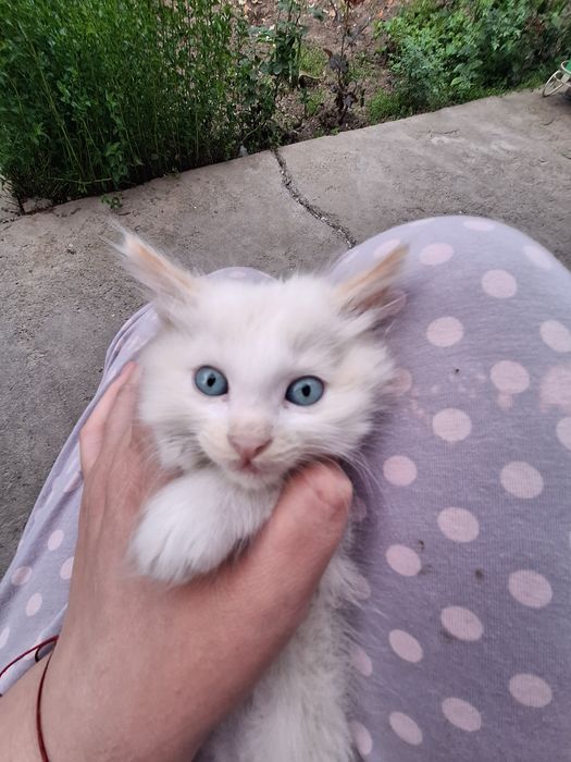 Котёнок мальчик сиамский