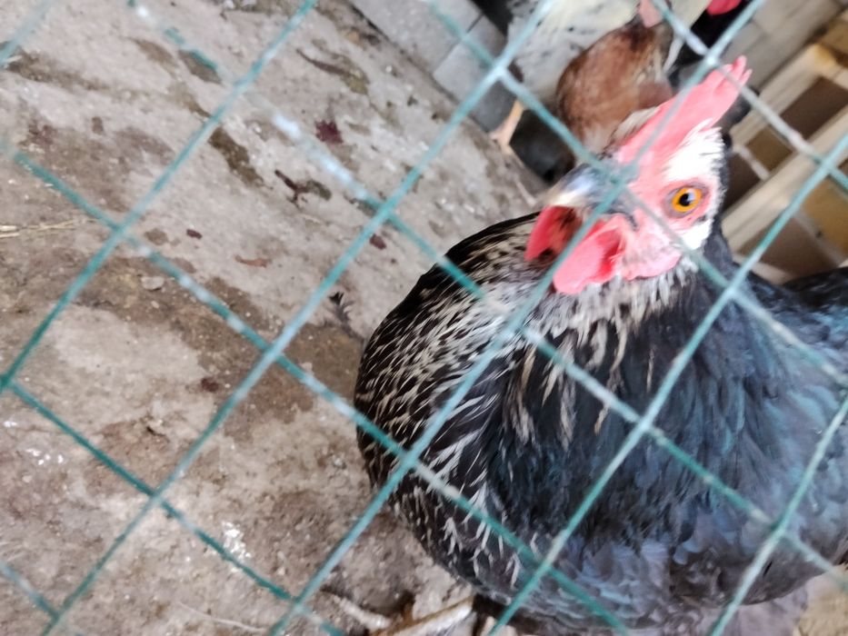 Продам курей разные пород