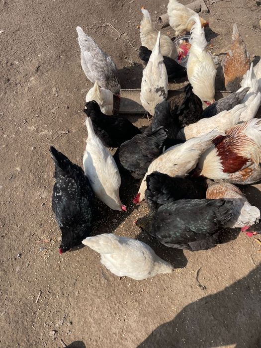 Куры домашние..