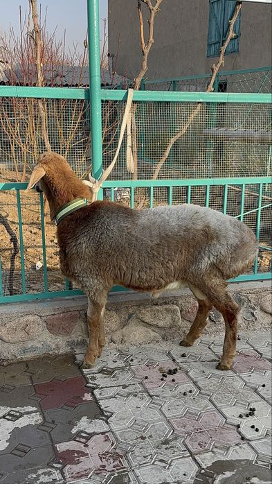 Арашан токты кошкар 5 айлык