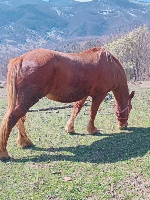 Vând iapă de 8 ani
