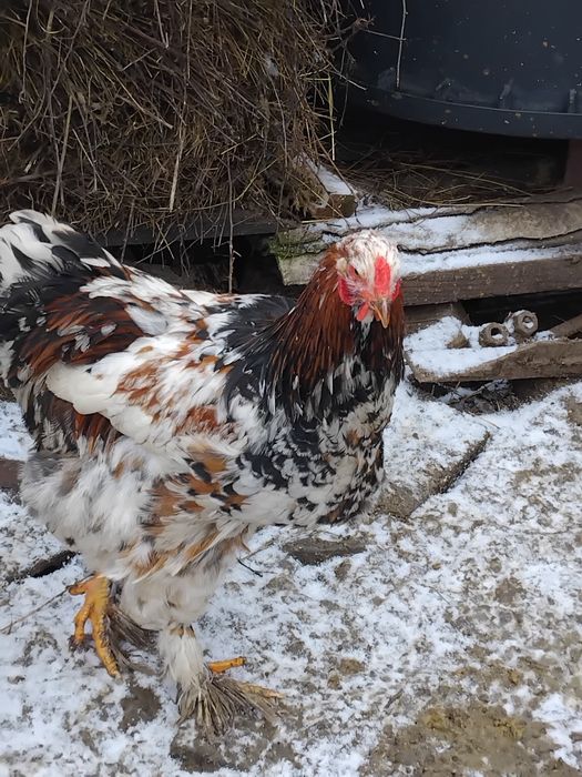 Vand pasari cocoși  brahma porțelan cochinchina  urias bobat