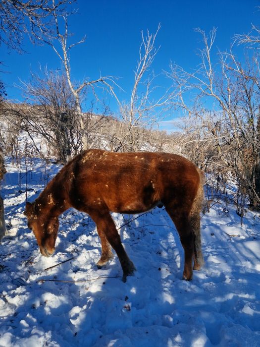 Лошади на согым.