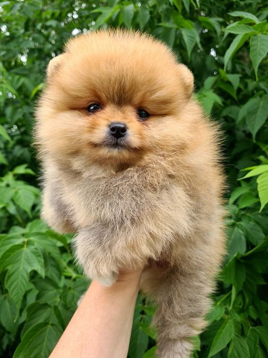 Продам очаровательных щенков шпица.