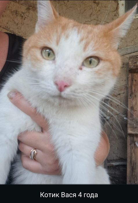 Срочно, отдам в хорошие руки