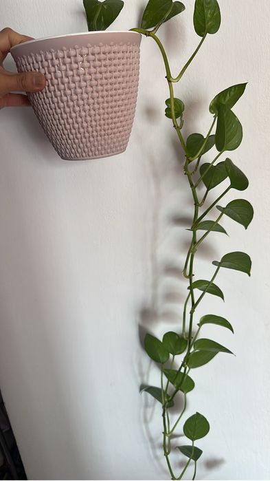 Продам цветы комнатные растения