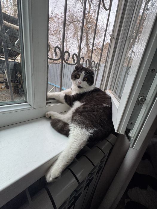 Котик в добрые руки