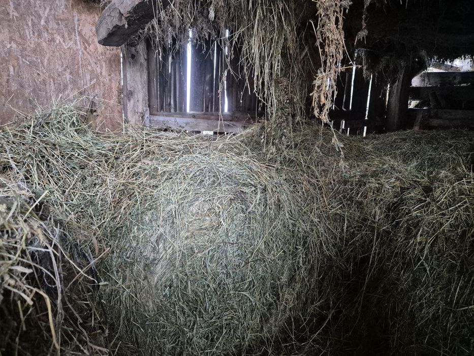 Baloti mari  rotunzi ,coasa a doua,lucerna +fan